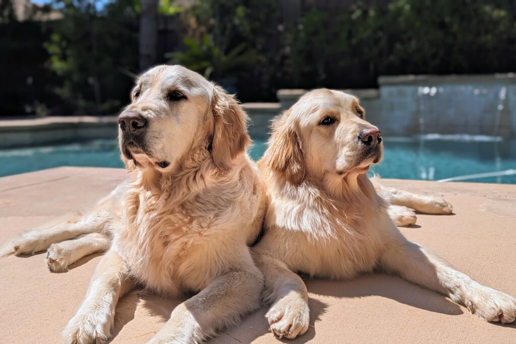 The Alpha Dogs from Alpha Dog ADA Signs